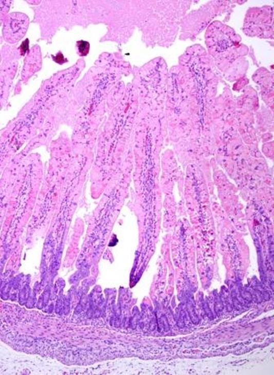 The intestinal villi from a normal neonatal pig. Note that the villi are very long (black arrow) with large surface area to absorb nutrients and water.