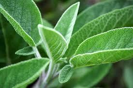Sage Help with mild gastrointestinal issues and can sooth the gut lining It is antifungal and antibacterial and can help with intestinal infections and may help with diarrhea Helpful