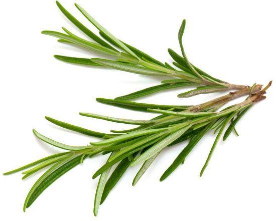 Rosemary Relaxes the smooth muscle of the GI tract Stimulates appetite, bile and gastric juices Helps gas, bloating and constipation Reduces colon tissue lesions for colitis and has analgesic and