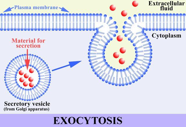 Transport Active Transport: The molecules that cannot pass freely across the phospholipid