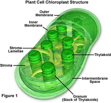 L. Chloroplasts- carries out