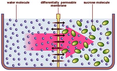 III. Cell Membrane (3.3) A.