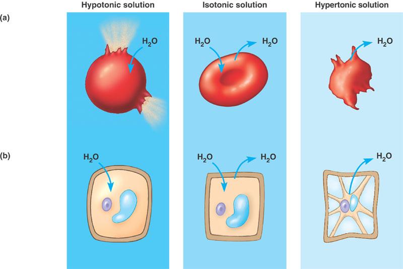 Hypotonic- Solution has lower