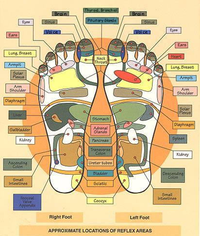 This is a reflexology foot chart. It shows how the body s internal organs are represented on the bottom of your feet. Can you find your liver?