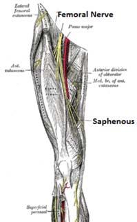 Saphenous (thigh) Saphenous Anatomy (thigh) Saphenous block at the thigh is used as an adjunct to a popliteal block for lower extremity