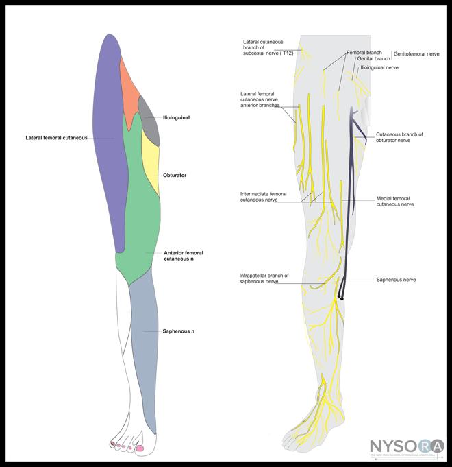 Nerves The anterolateral thigh is