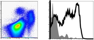 (A) Flow cytometry of large intestinal lamina propria cells from 7L/J mice stained for 11b, 11c, and X 3 R1.