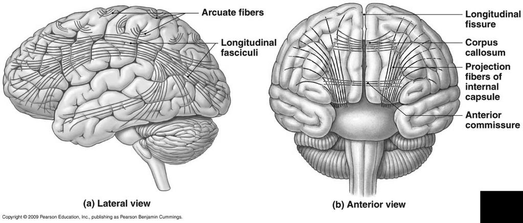 ! Chapter 14 Part 2 Brain/Cranial White Matter of the Cerebrum! 1. Association fibers!