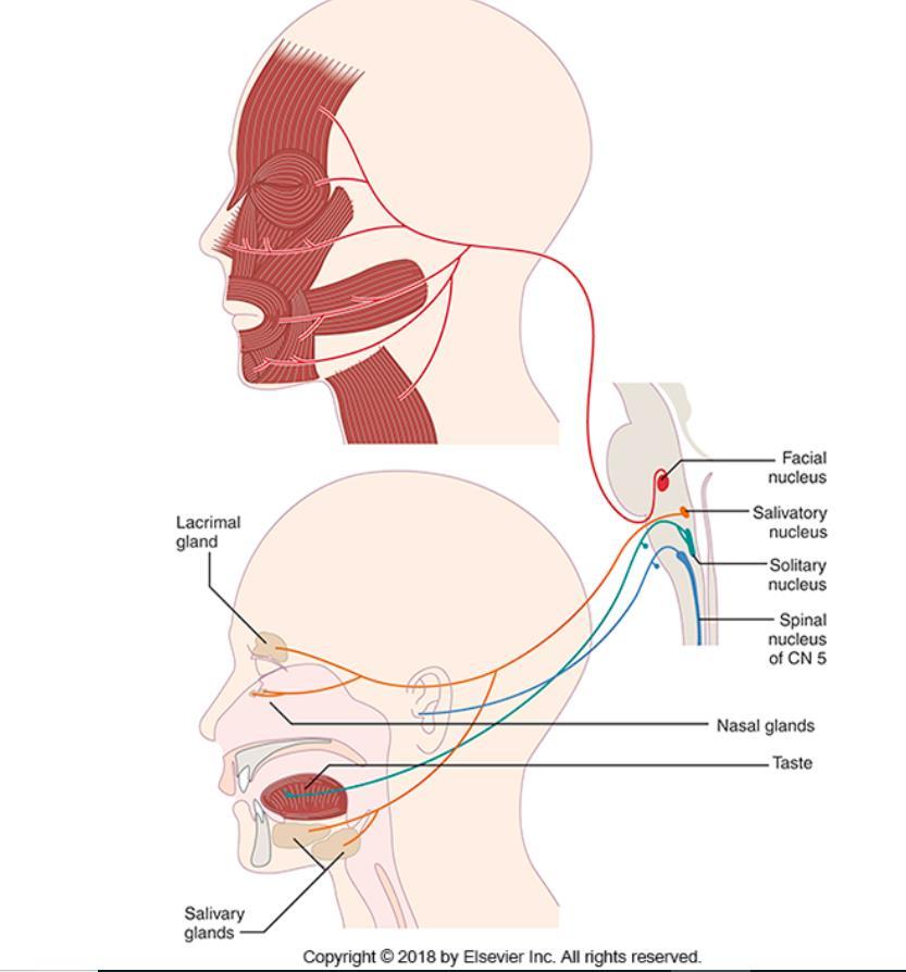 Cranial Nerve 7: Facial Innervates muscles of facial expression and most glands in the head (tears, salivation etc.