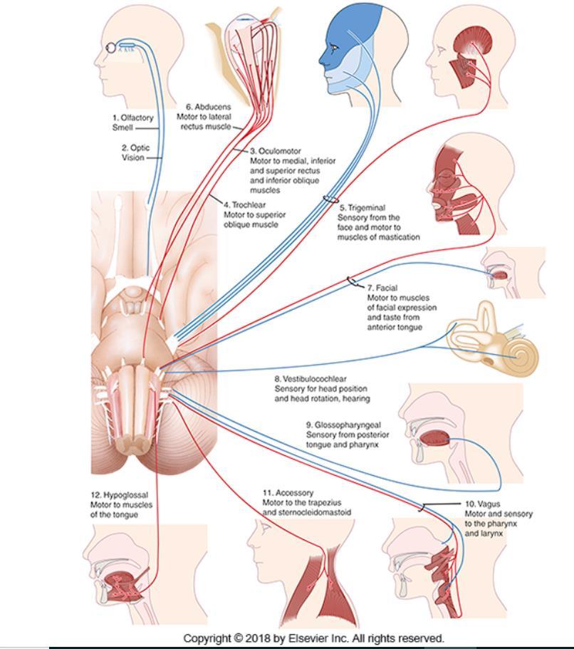 Cranial Nerves Exchange information between the peripheral nervous system (PNS) and the central nervous system (CNS). Serve sensory, motor, and autonomic functions.
