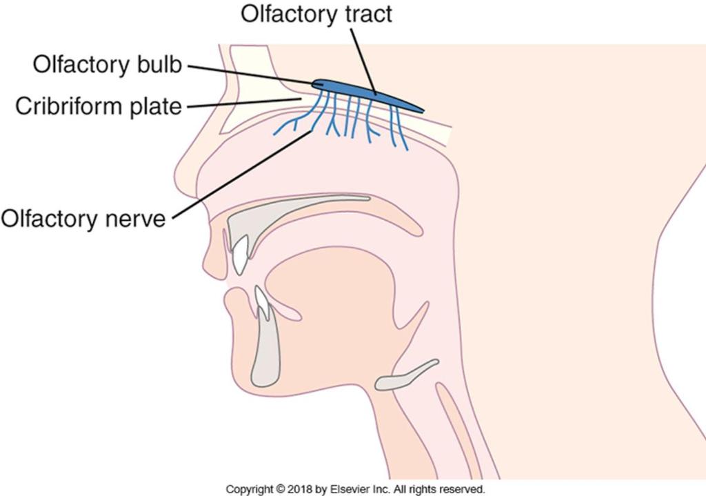 Cranial Nerve 1: Olfactory Olfactory nerve is sensory. Sense of smell is dependent on olfactory nerve function. Connection to the brain: inferior frontal lobe.