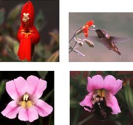 Mechanical isolation! Morphological differences can prevent successful mating Even in closely related species of plants, the flowers often have distinct appearances that attract different pollinators.