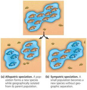 Speciation! Species are created by a series of evolutionary processes " populations become isolated!