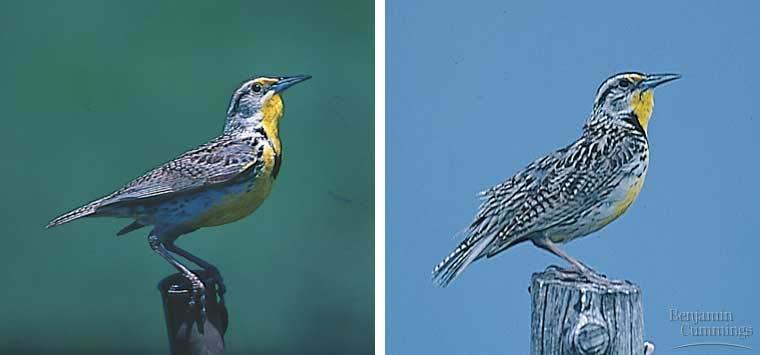 Biological species concept Eastern Meadowlark Western Meadowlark Similar body & colorations, but are