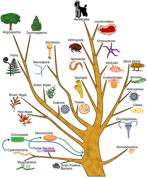 Diversity & Taxonomy!