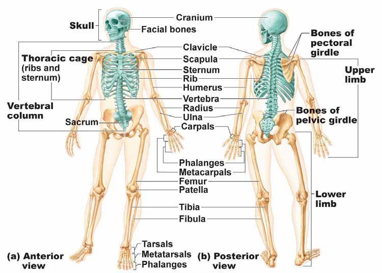 Axial Skeleton Identify the following bones and their