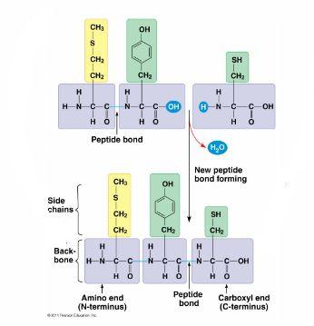 Peptide Chains Chains of amino acids (peptide chains or poly peptides)
