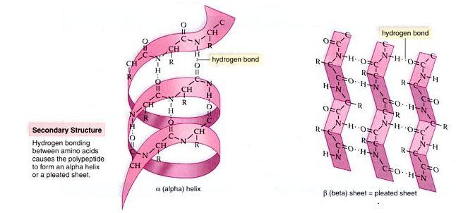 4 levels of protein structure Secondary (2 ) Structure Regular repeating 3-D structure Formed by hydrogen