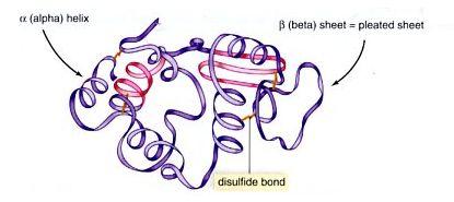 4 levels of protein structure Tertiary (3 ) Structure