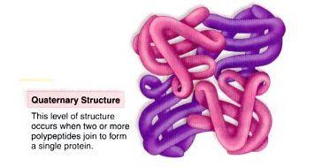 4 levels of protein structure Quaternary (4 ) Structure Specific 3-D shape of a