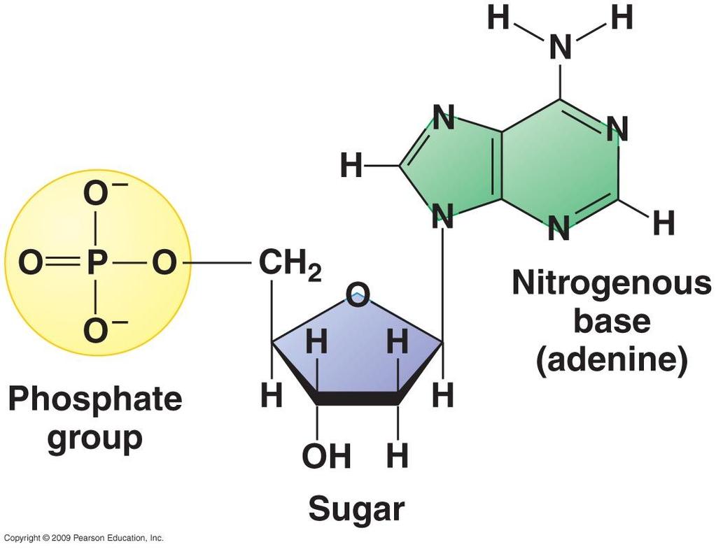 Nucleotides Composed of three components: phosphate group (negative charge) pentose (5 carbon) sugar nitrogenous base