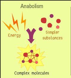 Anabolism Anabolism - build up complexity Condensation reaction - When two smaller molecules come together to form one large molecule