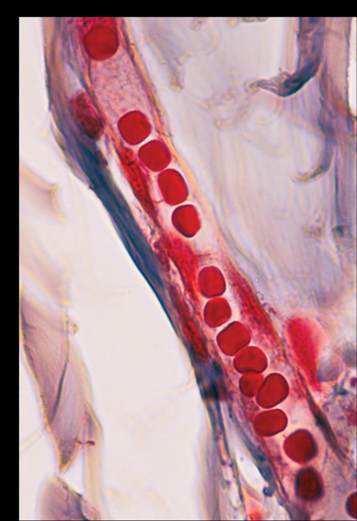 Blood capillary 400x 6.3a: Andrew Syred/Science Source; 6.