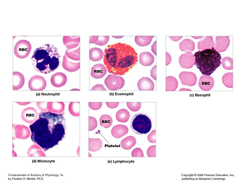 phagocytic: neutrophils, eosinophils, and monocytes 1. Neutrophils 2. Lymphocytes 3.