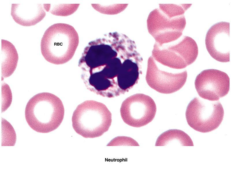 Neutrophils Also called polymorphonuclear leukocytes 50 70% of circulating WBCs Pale cytoplasm granules with lysosomal enzymes and