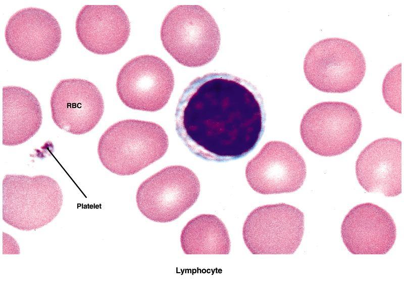 WBCs Note the little cytoplasm Migrate in and out of blood Most of them are in connective tissues and lymphatic organs (spleen, lymph nodes) Respond
