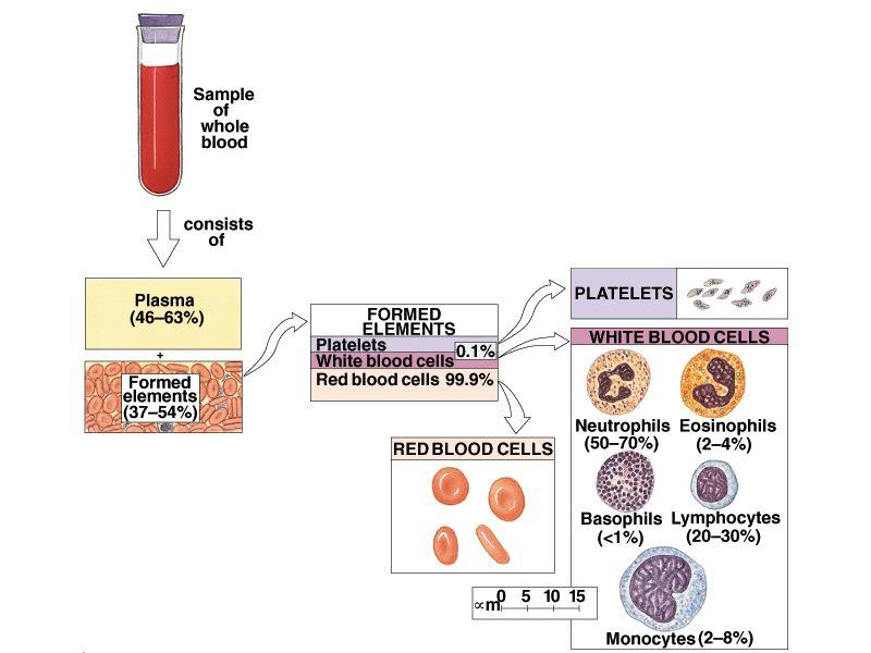 Origins of Plasma Proteins 90% made in liver Others not made in the liver include: Antibodies made by plasma cells (a special type of WBC) Peptide hormones made by endocrine organs