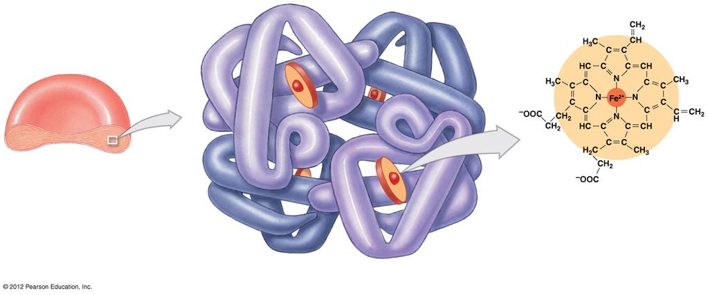Figure 19-3 The Structure of Hemoglobin β chain 1 α