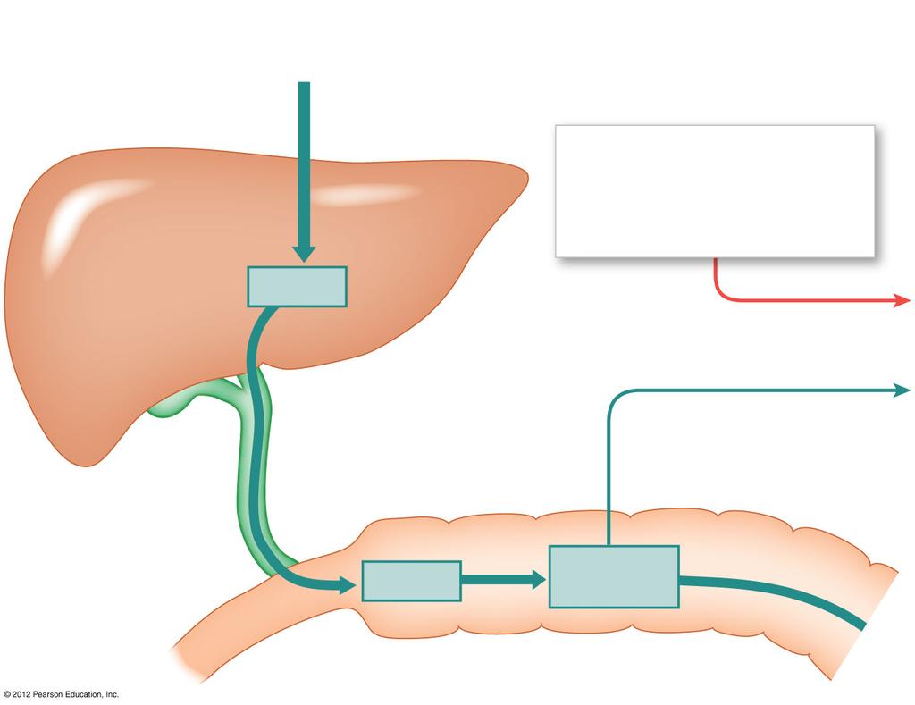 Figure 19-5 Recycling of Red Blood Cell Components Events Occurring in the Liver Liver Bilirubin bound to albumin in bloodstream Hemoglobin that is not