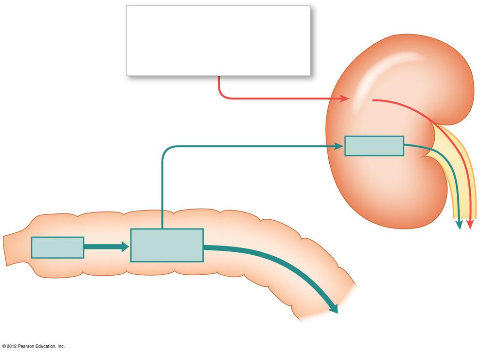 Figure 19-5 Recycling of Red Blood Cell Components Hemoglobin that is not phagocytized breaks down, and the alpha and beta chains are eliminated in urine.
