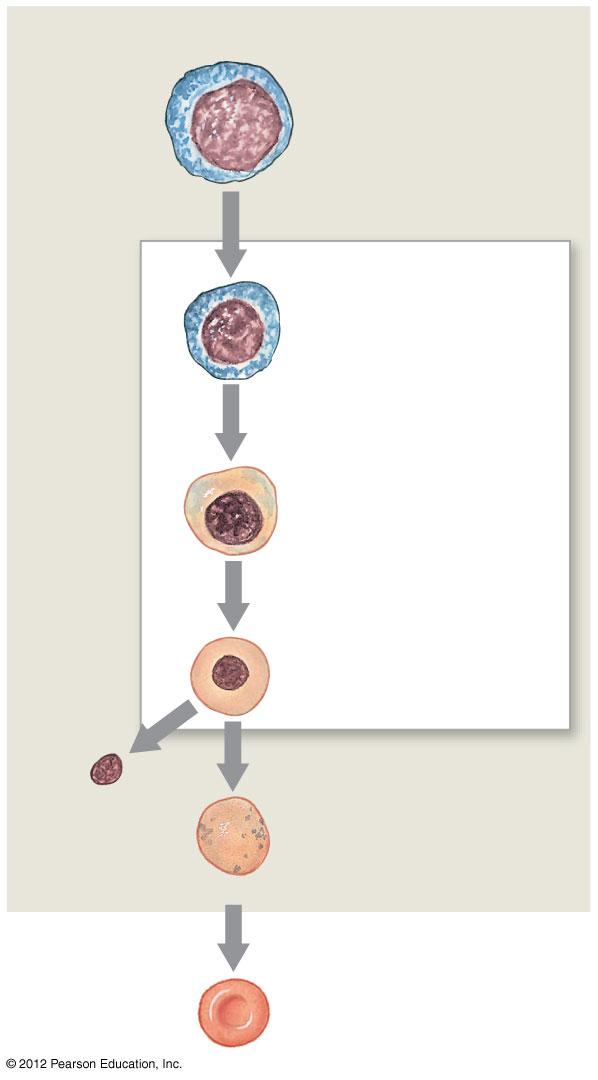 Figure 19-6 Stages of RBC Maturation RED BONE MARROW Day 1: Proerythroblast Erythroblasts Day 2: Basophilic erythroblast Day 3: