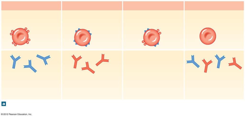 Figure 19-7a Blood Types and Cross-Reactions Type AB Type AB blood has RBCs with both A and B surface antigens.
