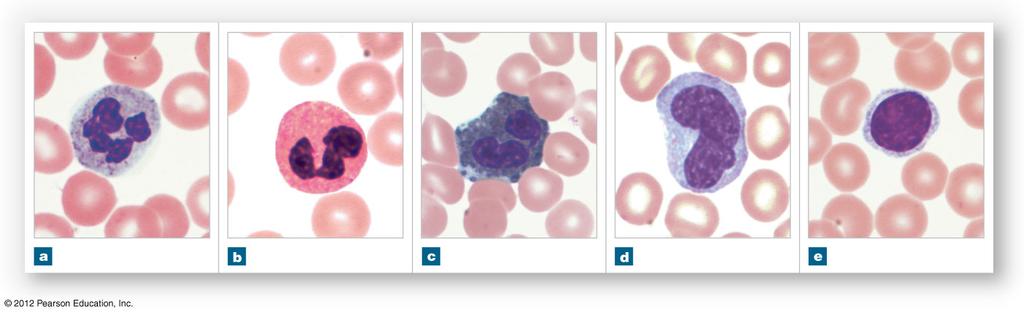Figure 19-10 White Blood Cells RBC RBC RBC RBC RBC Neutrophil LM 1500