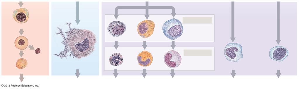 Figure 19-11 The Origins and Differentiation of Formed Elements Erythroblast stages
