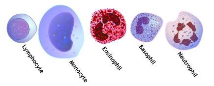 Types of WBCs: granular white blood cells include: neutrophils (50-70% of WBCs) eosinophils (1-4%)