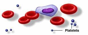 Platelets Platelets are cell fragments produced from megakaryocytes. Blood normally contains 150,000 400.