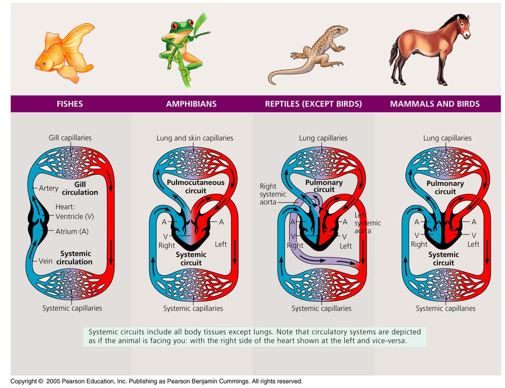 All reptiles (except birds) have two arteries