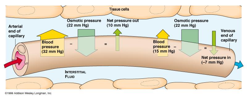 Interchange of Fluid Hydrostatic Pressure highest near arterioles due