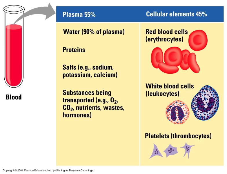 Mammalian Blood Composition Plasma (55%) Water Ions Plasma Proteins Nutrients Waste Gases