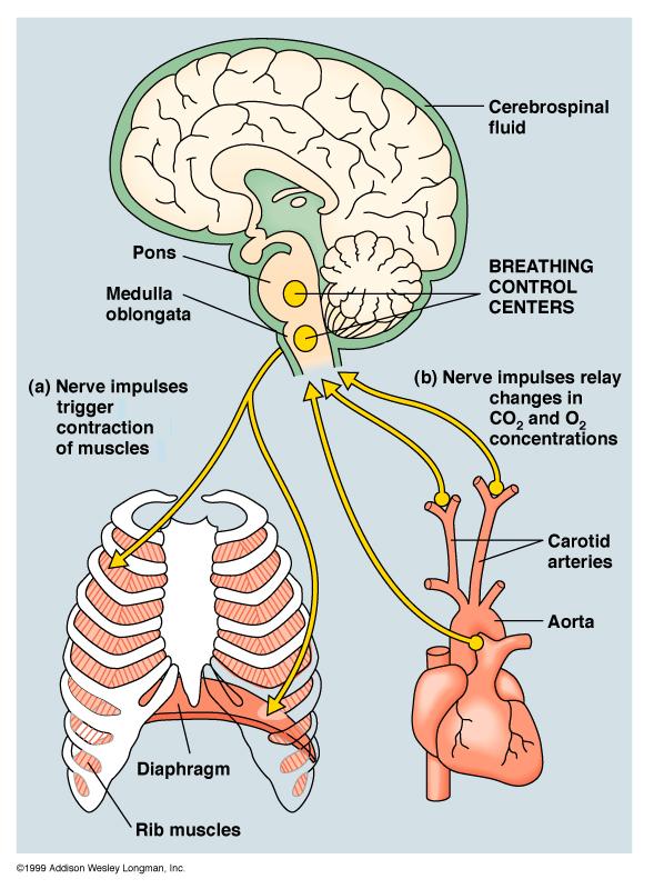 Breathing Contro Occurs in Medulla oblongota and Pons Monitors Carbon Dioxide