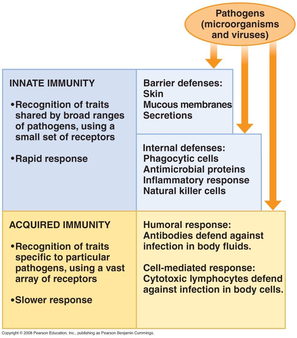 Body Defense Overview Innate Immunity Barrier Defenses Internal