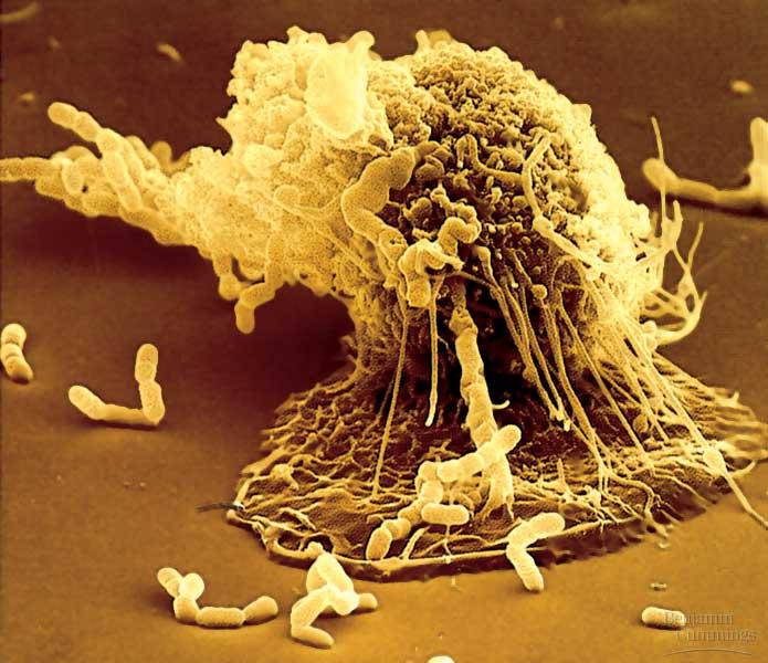Innate Immunity in Vertebrates Phagocytic White Blood Cells The Inflammatory