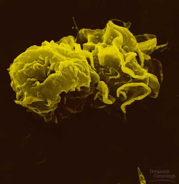 Phagocytic White Blood Cells (Leukocytes) Neutrophils (70%) short lived Monocytes
