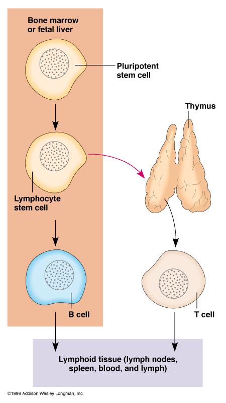 The Development of Lymphocytes B cells made and mature in bone