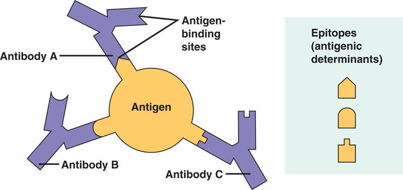Epitopes or Antigenic determinants (special areas on