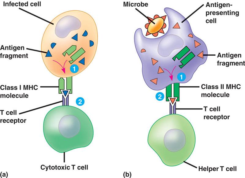 Major Histocompatibility Complex Class 1 MHC molecules Work with Cytotoxic T cells Made in viral infected or cancerous cells